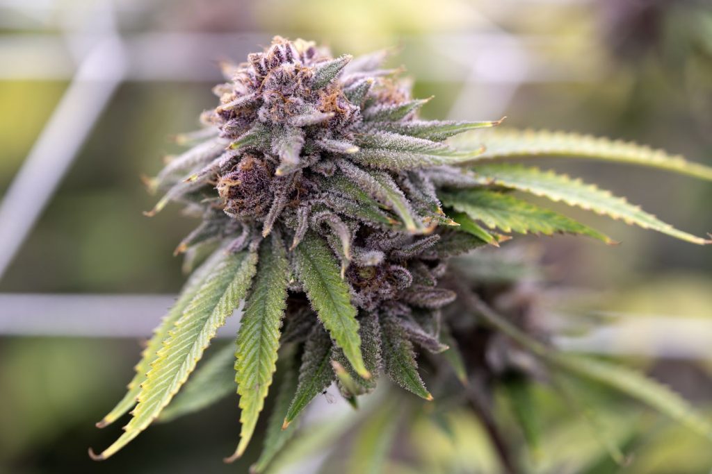 8 Ways To Use Marijuana To Improve Health_7271