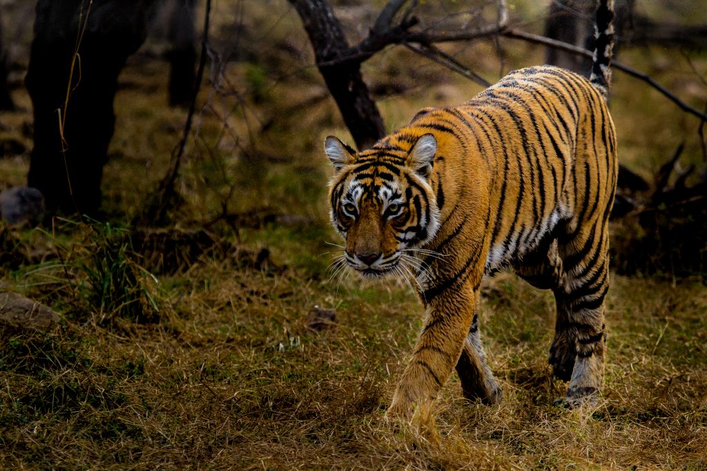 shutterstock_1332298721_3000